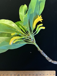 Scaevola glabra