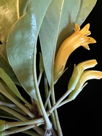 Scaevola glabra