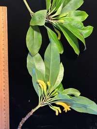 Scaevola glabra