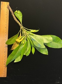 Scaevola glabra