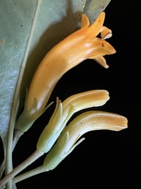 Scaevola glabra