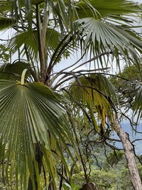 Pritchardia perlmanii