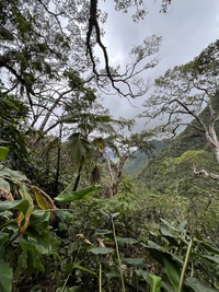 Pritchardia perlmanii