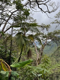 Pritchardia perlmanii