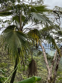 Pritchardia perlmanii