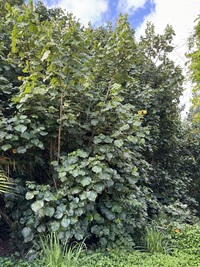 Hibiscus tiliaceus