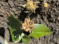Hibiscus tiliaceus