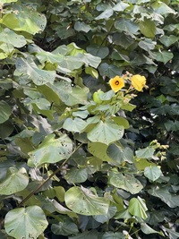 Hibiscus tiliaceus