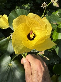 Hibiscus tiliaceus
