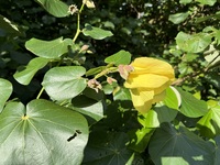 Hibiscus tiliaceus