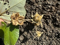 Hibiscus tiliaceus