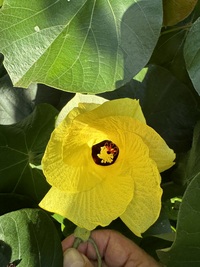 Hibiscus tiliaceus