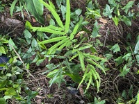 Parkia timoriana