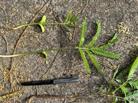 Parkia timoriana