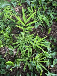 Parkia timoriana