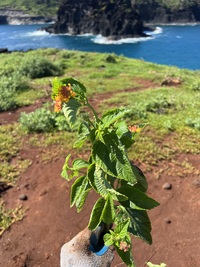 Lantana camara