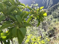 Santalum ellipticum