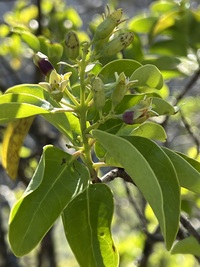 Santalum ellipticum