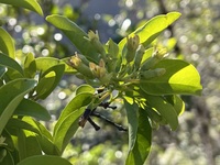 Santalum ellipticum