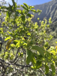 Santalum ellipticum
