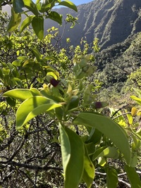 Santalum ellipticum
