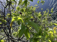 Santalum ellipticum