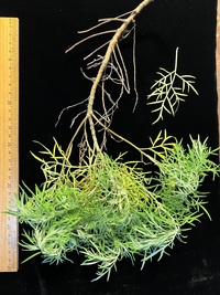 Artemisia australis