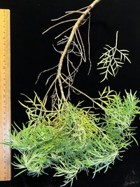 Artemisia australis