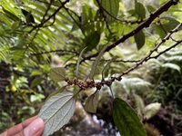 Pipturus kauaiensis