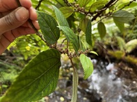 Pipturus kauaiensis
