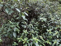 Pipturus kauaiensis