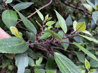 Pipturus kauaiensis