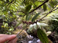 Pipturus kauaiensis