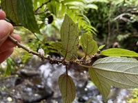 Pipturus kauaiensis