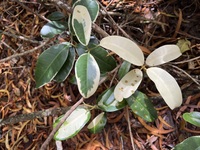 Melicope anisata