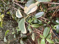 Melicope anisata
