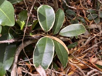 Melicope anisata