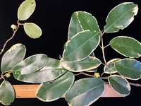 Melicope anisata