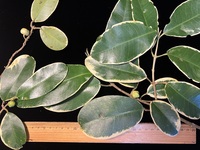 Melicope anisata