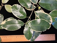 Melicope anisata