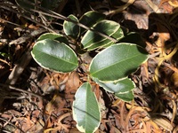 Melicope anisata