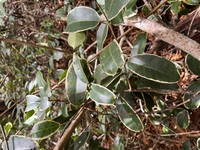 Melicope anisata