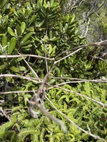 Trematolobelia kauaiensis