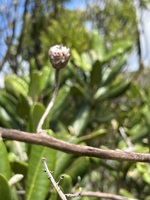 Trematolobelia kauaiensis