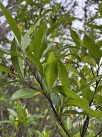 Dodonaea viscosa