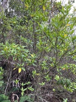 Dodonaea viscosa