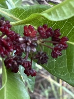 Dodonaea viscosa