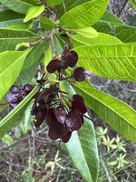 Dodonaea viscosa