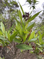 Dodonaea viscosa