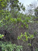 Dodonaea viscosa